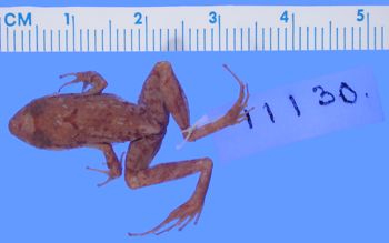 Media type: image; Herpetology A-11130